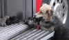 yavrularını kurtaran iftaiye erini öpen köpek / #423996