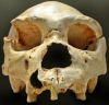 homo heidelbergensis