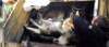 sinop ta 15 köpeğin çöp öğütme makinesine atılması / #434832