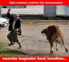 kurbanlığın kaçmadan önce bıraktığı not / #338862