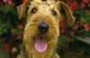 airedale terrier / #465774