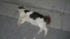 kedi ve köpeğe işkence edip sonra öldürmek / #360496