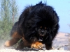 tibet mastiff i / #419242