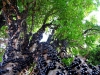 jabuticaba / #477024