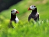 puffin