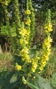 verbascum / #392798