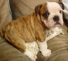 bulldog / #504939