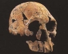 homo rudolfensis