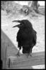 raven / #509067