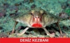 deniz kezbanı / #448398