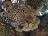 leopar