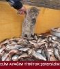 biskolata nın erkek erotizmi reklamı / #368533